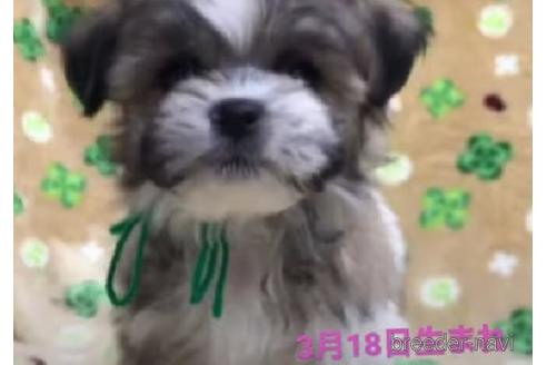 成約済の茨城県のマルシーズー:マルチーズ×シーズー-178560の2枚目